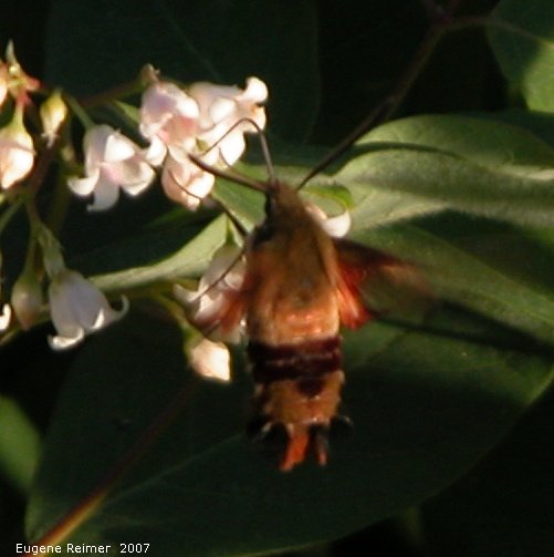 IMG 2007-Jun29 at Forestry-Rd-4:  Hummingbird moth=clear-wing sphinx-moth (Hemaris thysbe) on Dogbane (Apocynum sp)
