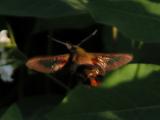 Hummingbird moth=clear-wing sphinx-moth=Hemaris thysbe: on Dogbane