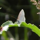 Alfalfa butterfly: