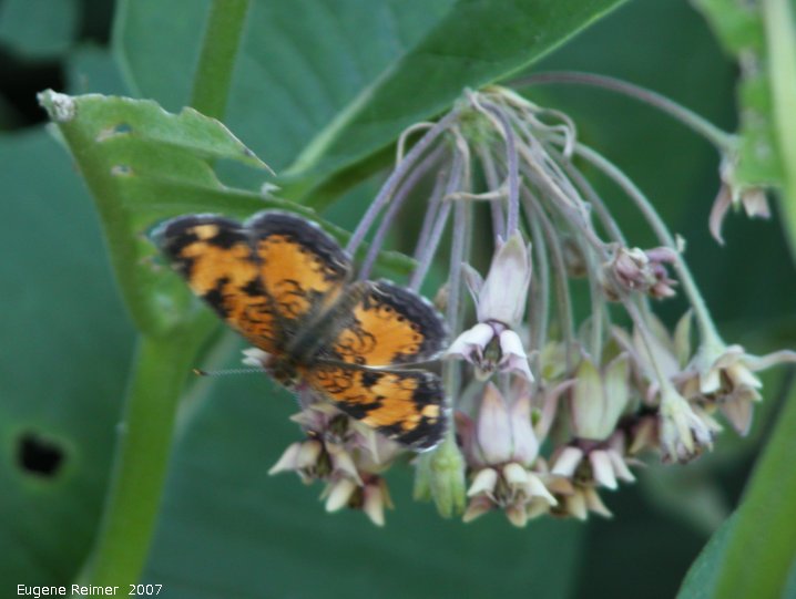 IMG 2007-Jul06 at Hadashville:  Pearl-crescent butterfly (Phyciodes tharos) on Milkweed (Asclepias sp)