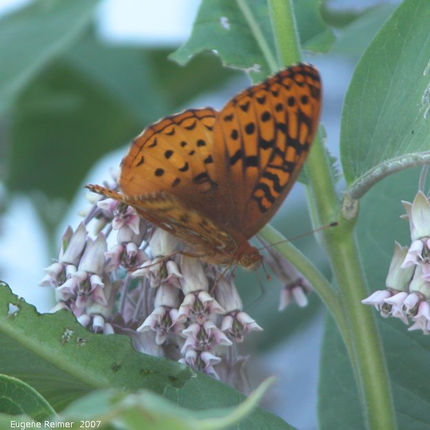 IMG 2007-Jul06 at Hadashville:  Fritillary butterfly (Argynnini sp) on Milkweed (Asclepias sp)