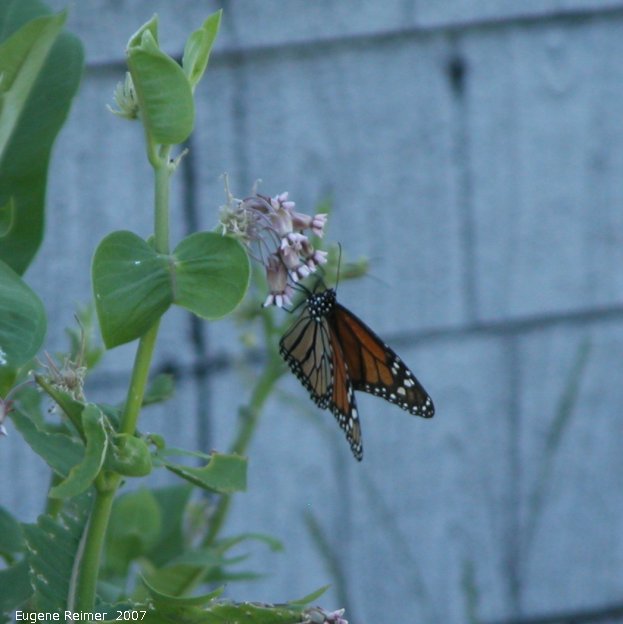 IMG 2007-Jul06 at Hadashville:  Monarch butterfly (Danaus plexippus) on Milkweed (Asclepias sp)