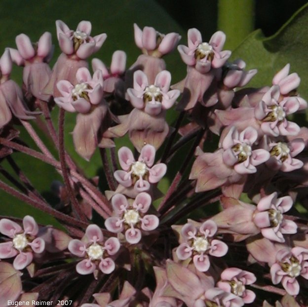 IMG 2007-Jul06 at TCH1 near FalconLake:  Common milkweed (Asclepias syriaca) flowers closer