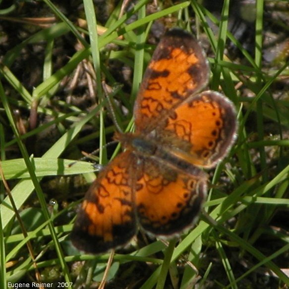 IMG 2007-Jul14 at BirdsHillPark:  Pearl-crescent butterfly (Phyciodes tharos)