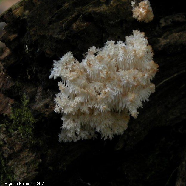 IMG 2007-Jul14 at BirdsHillPark:  Coral fungus (Clavariaceae sp)