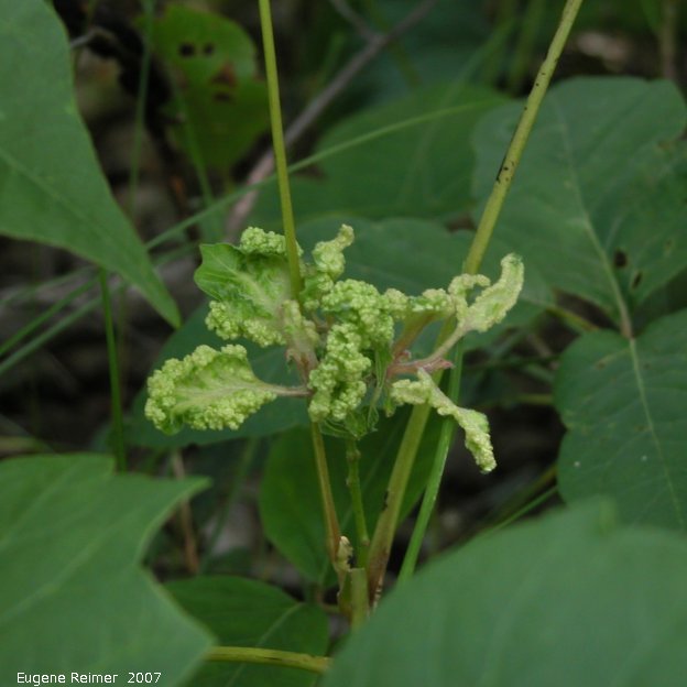 IMG 2007-Jul14 at BirdsHillPark:  strange-growth on Poison ivy (Toxicodendron rydbergii)