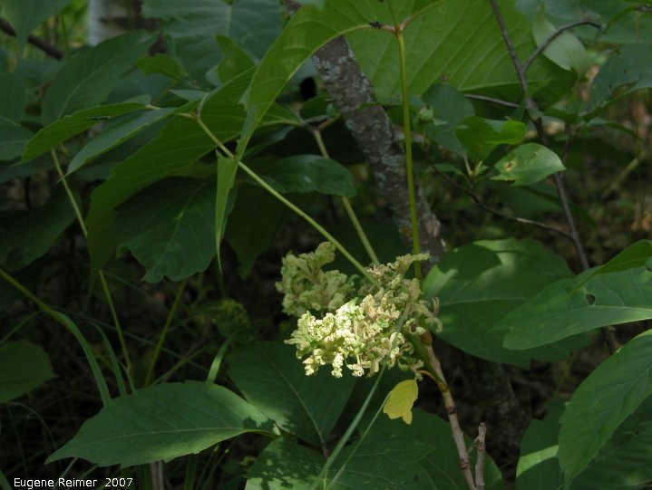 IMG 2007-Jul14 at BirdsHillPark:  strange-growth on Poison ivy (Toxicodendron rydbergii)