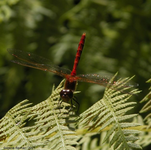 IMG 2007-Jul28 at MNS Garden-Tour:  Meadowhawk dragonfly (Sympetrum sp) male on Fern (Pteridophyta sp)