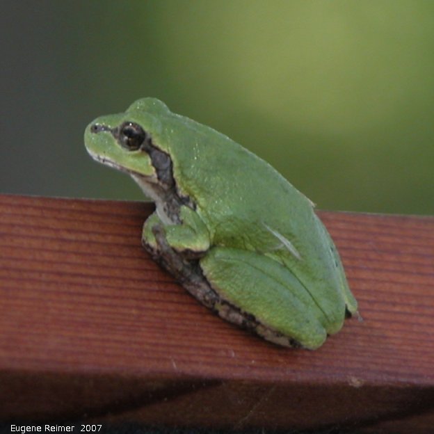 IMG 2007-Aug11 at Tolstoi:  Copes tree-frog (Hyla chrysoscelis) on display-frame