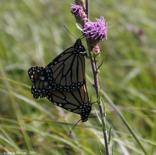 IMG 2007-Aug11 at SenkiwRd:  Monarch butterfly (Danaus plexippus) pair mating on Meadow blazing-star (Liatris ligulistylis)