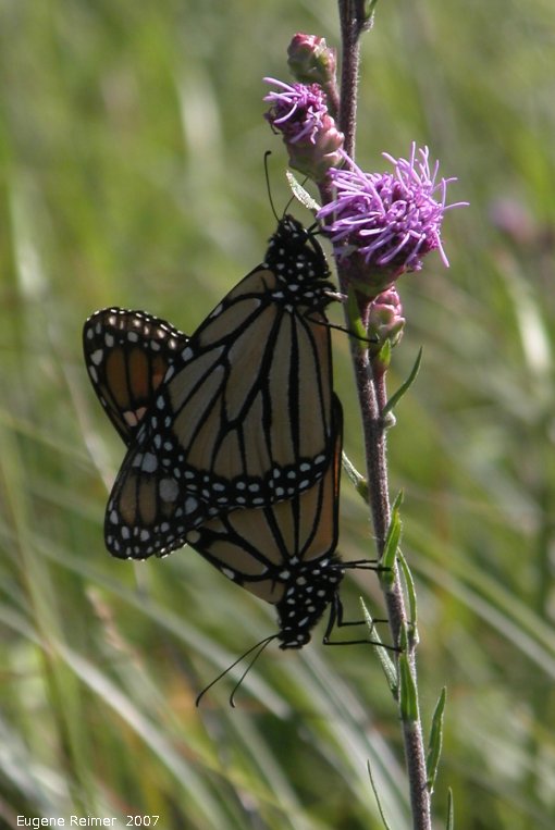IMG 2007-Aug11 at SenkiwRd:  Monarch butterfly (Danaus plexippus) pair mating on Meadow blazing-star (Liatris ligulistylis)
