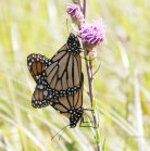 Monarch: pair mating on blazing-star brighter