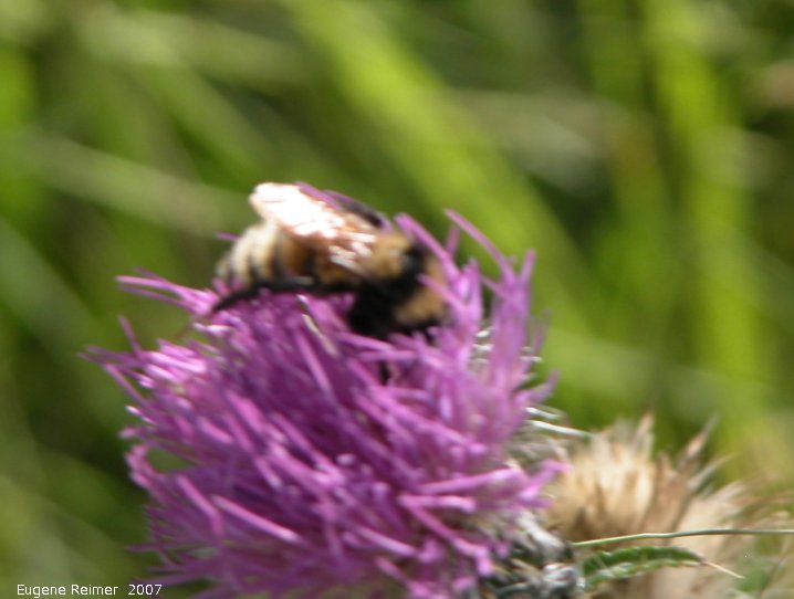 IMG 2007-Aug11 at SenkiwRd:  Bee (Apoidea sp) on Thistle (Cirsium sp) bad