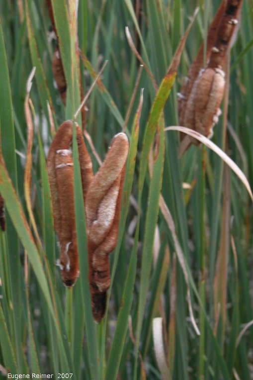 IMG 2007-Aug18 at RiverRd:  Cattail (Typha sp) malformed fruit