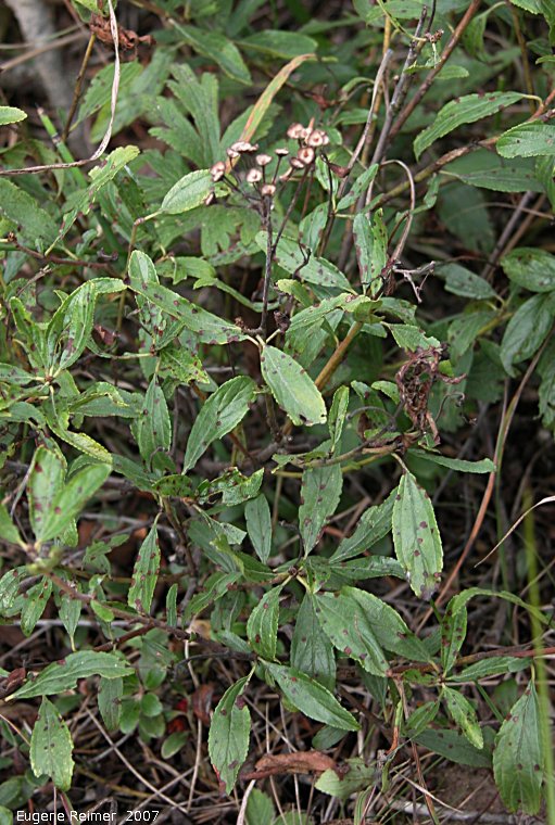 IMG 2007-Sep02 at Woodridge:  New-Jersey tea (Ceanothus herbaceus) fruit