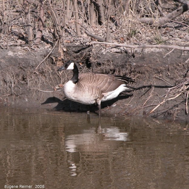 IMG 2008-Apr16 at SeineRiver near MorrowAve:  Canada goose (Branta canadensis)