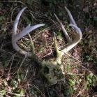 deer: skeletal remains