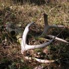 deer: skeletal remains antlers gnawed by rodents
