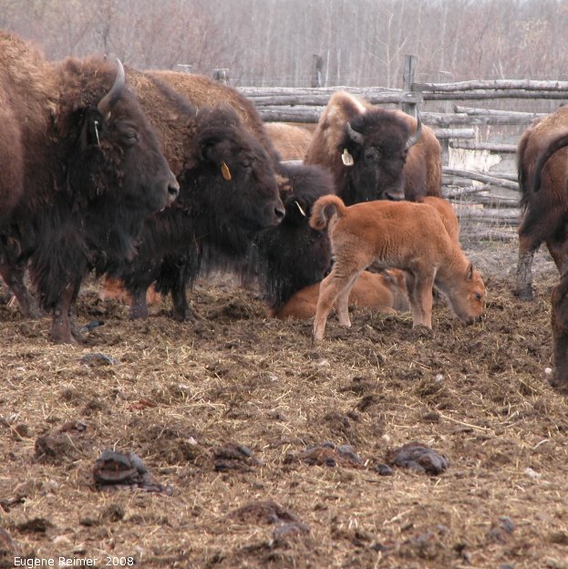 IMG 2008-May08 at BON Bison Ranch near Scanterbury:&nbsp; Plains bison (Bison bison bison) mothers with calves