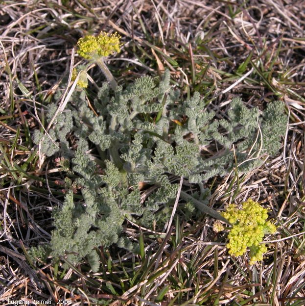 IMG 2008-May13 at Steeprock MB:  Hairy-fruited parsley (Lomatium foeniculaceum)
