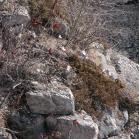 Crocus: on rocky slope at SteepRock