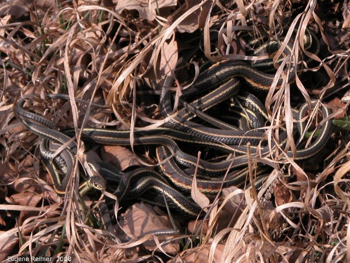 IMG 2008-May13 at Steeprock MB:&nbsp; Common gartersnake (Thamnophis sirtalis) mating ball