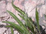 Common yarrow=Achillea millefolium: closer