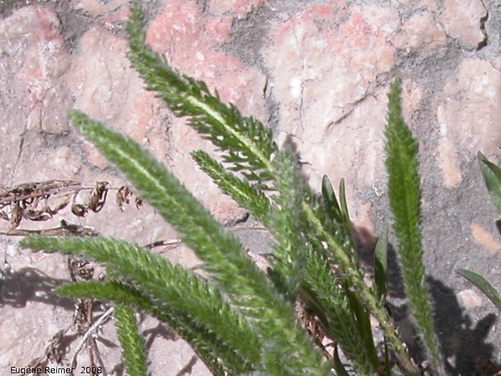 IMG 2008-May17 at Steeprock MB:  Common yarrow (Achillea millefolium) closer