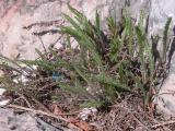 Common yarrow=Achillea millefolium: