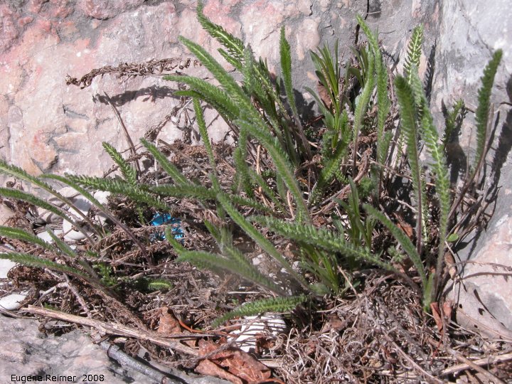 IMG 2008-May17 at Steeprock MB:  Common yarrow (Achillea millefolium)