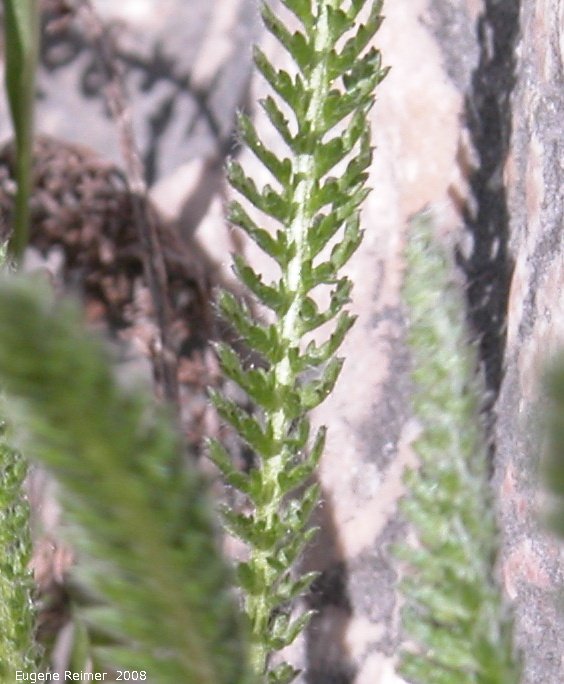 IMG 2008-May17 at Steeprock MB:  Common yarrow (Achillea millefolium) closer