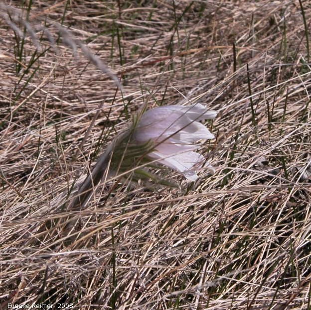 IMG 2008-May17 at Steeprock MB:  Prairie crocus (Anemone patens) windswept