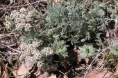 Long-fruited parsley=Lomatium macrocarpum: