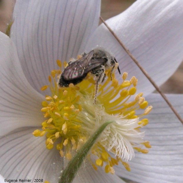 IMG 2008-May17 at Steeprock MB:  Halictid bee (Halictidae sp)? on Prairie crocus (Anemone patens)