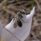 wasp?: on Crocus closer