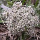 Long-fruited parsley=Lomatium macrocarpum: closer