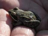Wood frog=Rana sylvatica: