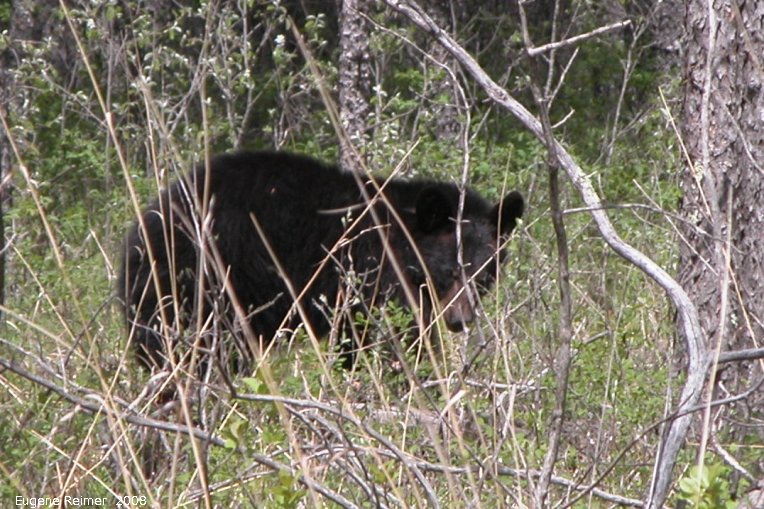 IMG 2008-Jun05 at PR203 near Carrick:  Black bear (Ursus americanus)