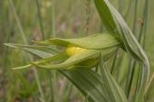 Yellow ladyslipper large-variety: bud