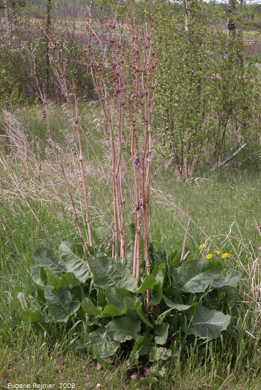 IMG 2008-Jun05 at Carrick:  Horse-radish (Armoracia rusticana) plant