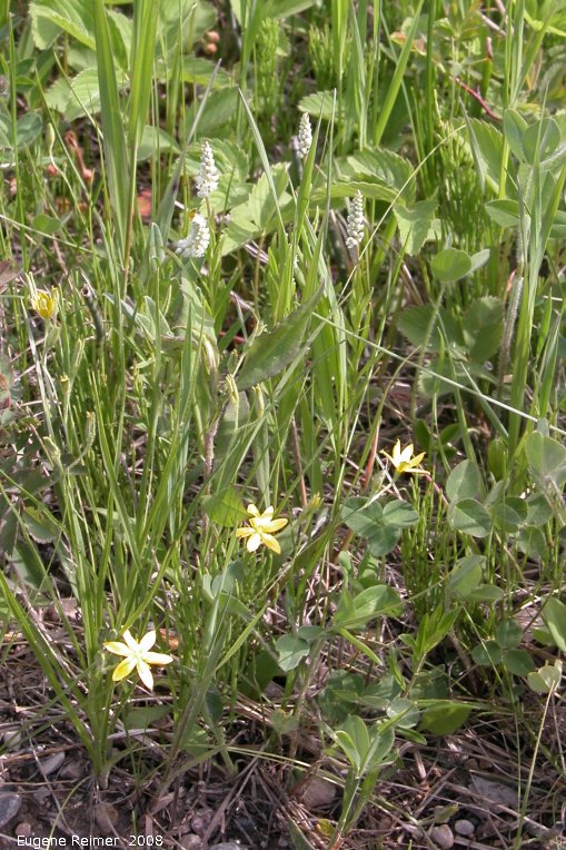 IMG 2008-Jun10 at RoseauRapidsRd:  Yellow stargrass (Hypoxis hirsuta) and Seneca root (Polygala senega)