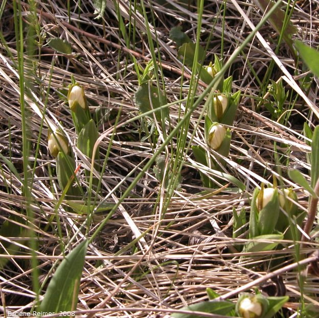 IMG 2008-Jun10 at near Woodmore:  Small white ladyslipper (Cypripedium candidum) emerging many