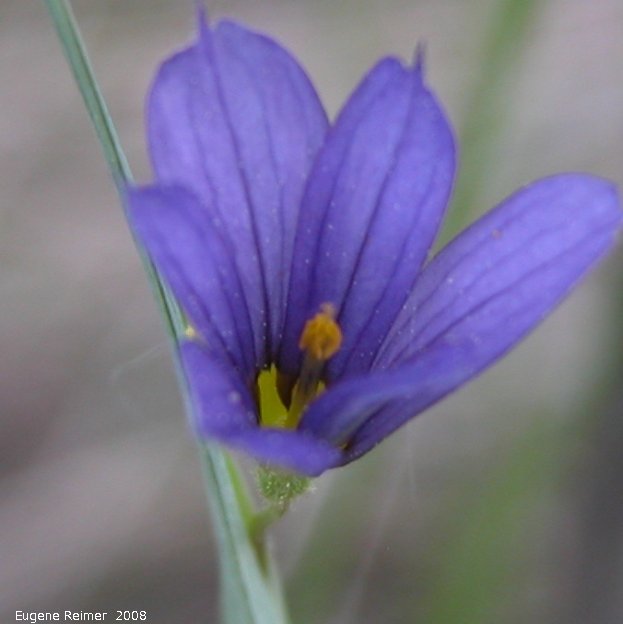IMG 2008-Jun10 at N of Woodmore:  Blue-eyed grass (Sisyrinchium montanum)