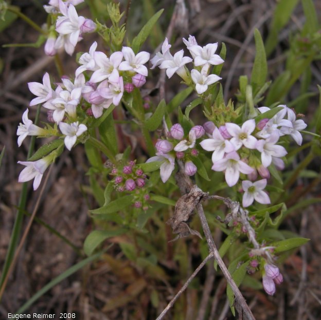 IMG 2008-Jun10 at N of Woodmore:&nbsp; Longleaf bluet (Houstonia longifolia) clump