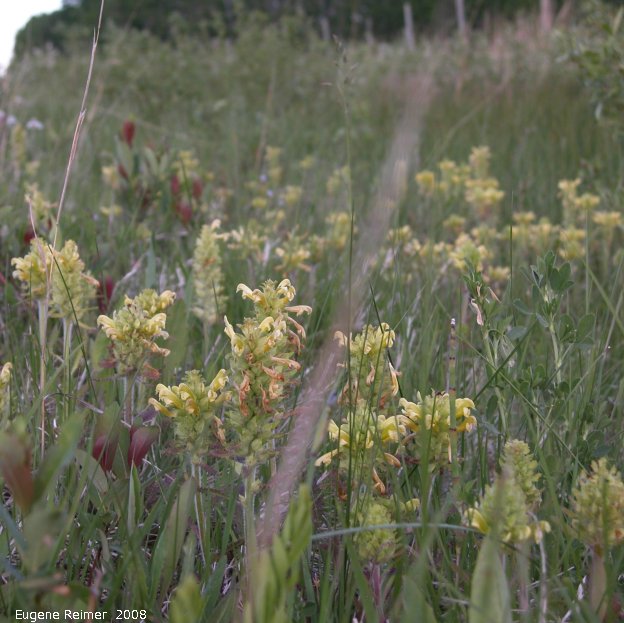 IMG 2008-Jun10 at RoseauRapidsRd:  Canadian lousewort (Pedicularis canadensis) many