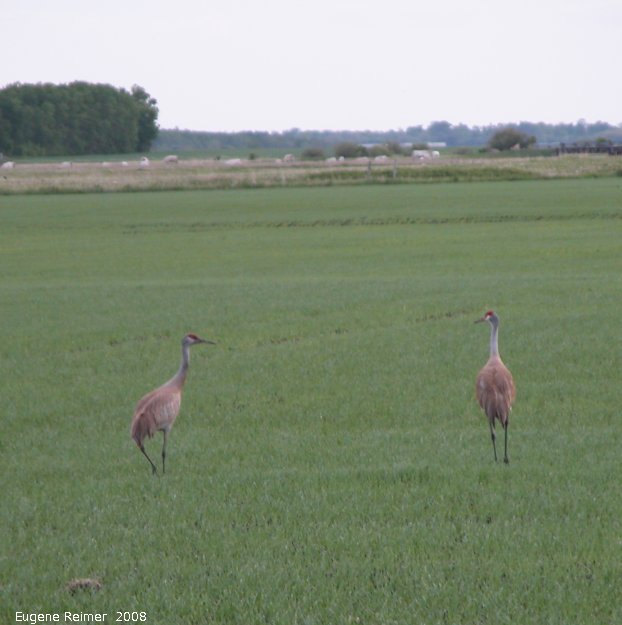 IMG 2008-Jun10 at PR217:  Sandhill crane (Grus canadensis) pair