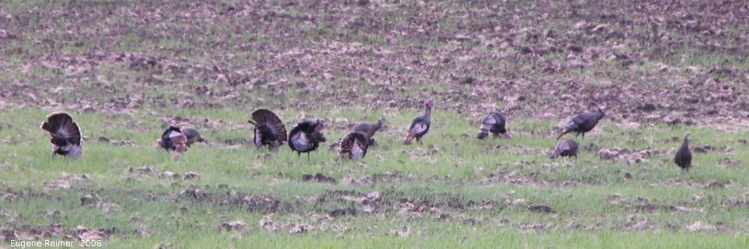 IMG 2008-Jun12 at near MountNebo:  Wild turkey (Meleagris gallopavo) flock