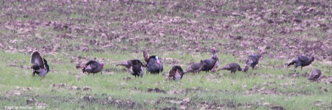 IMG 2008-Jun12 at near MountNebo:  Wild turkey (Meleagris gallopavo) flock