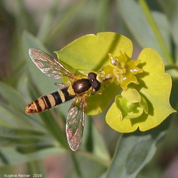 IMG 2008-Jun12 at MountNebo:  Syrphid-fly (Syrphidae sp) on Leafy spurge (Euphorbia esula)