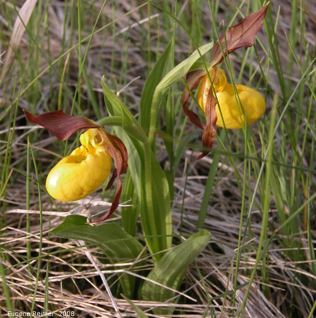 IMG 2008-Jun12 at near Carman:  Large-variety yellow ladyslipper (Cypripedium parviflorum var pubescens)
